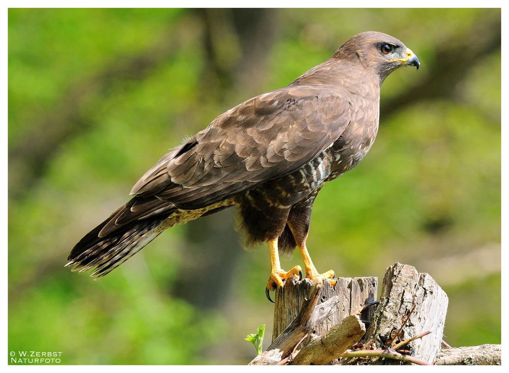 - Mäusebussard an seinem Luderplatz - ( Buteo buteo )