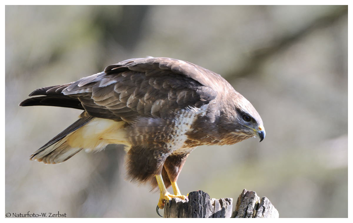 ----- Mäusebussard an seinem Luderplatz ----- ( Buteo buteo )