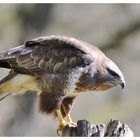 ----- Mäusebussard an seinem Luderplatz ----- ( Buteo buteo )