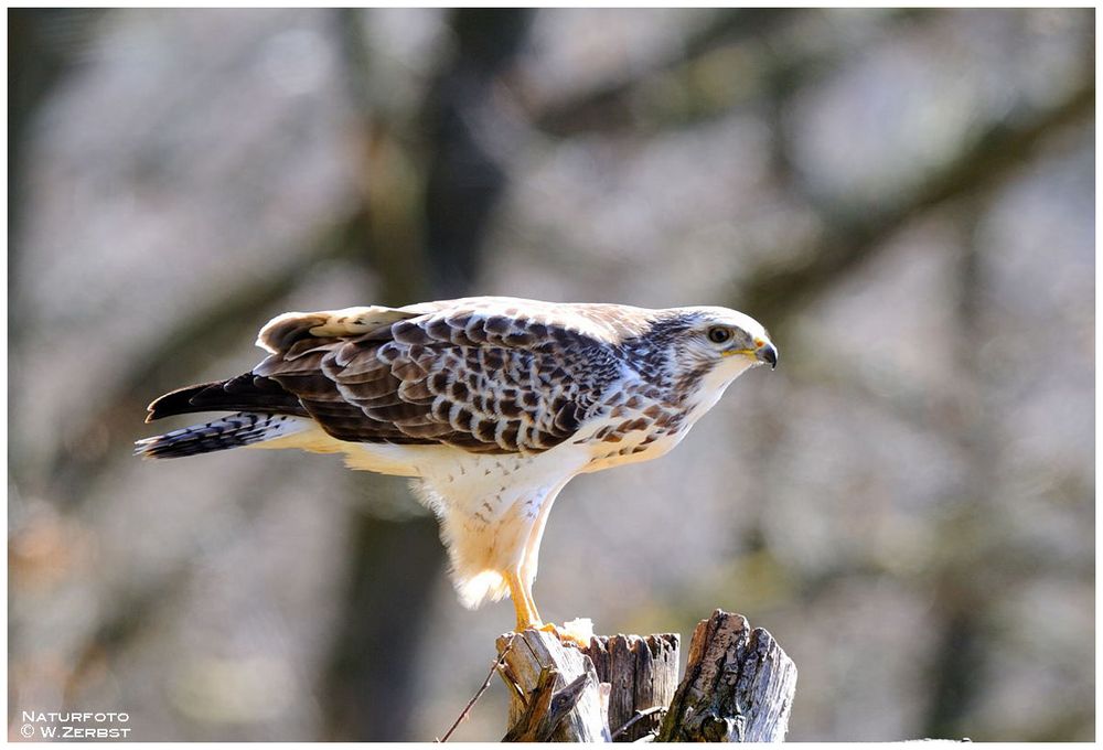 - Mäusebussard an seinem Luderplatz . ( Buteo buteo )