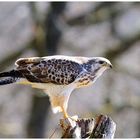 - Mäusebussard an seinem Luderplatz . ( Buteo buteo )