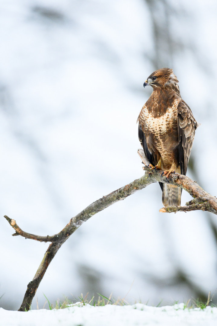 Mäusebussard - Ansitz