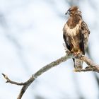 Mäusebussard - Ansitz