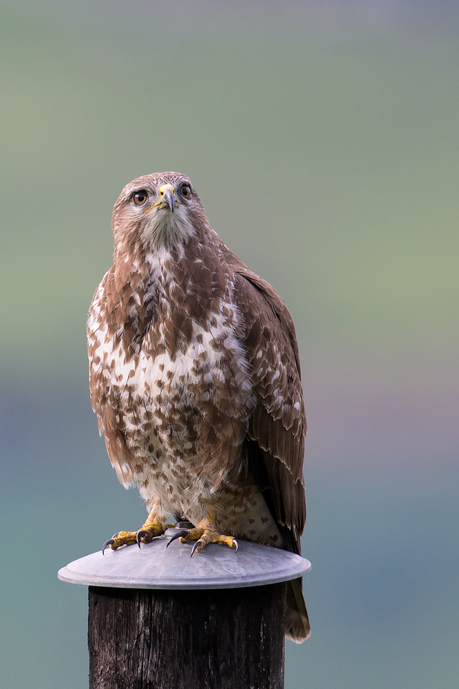 Mäusebussard auf Beobachtungsp(f)osten