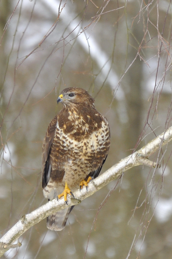 Mäusebussard auf dem Baum sitzend