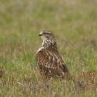 Mäusebussard auf dem Feld