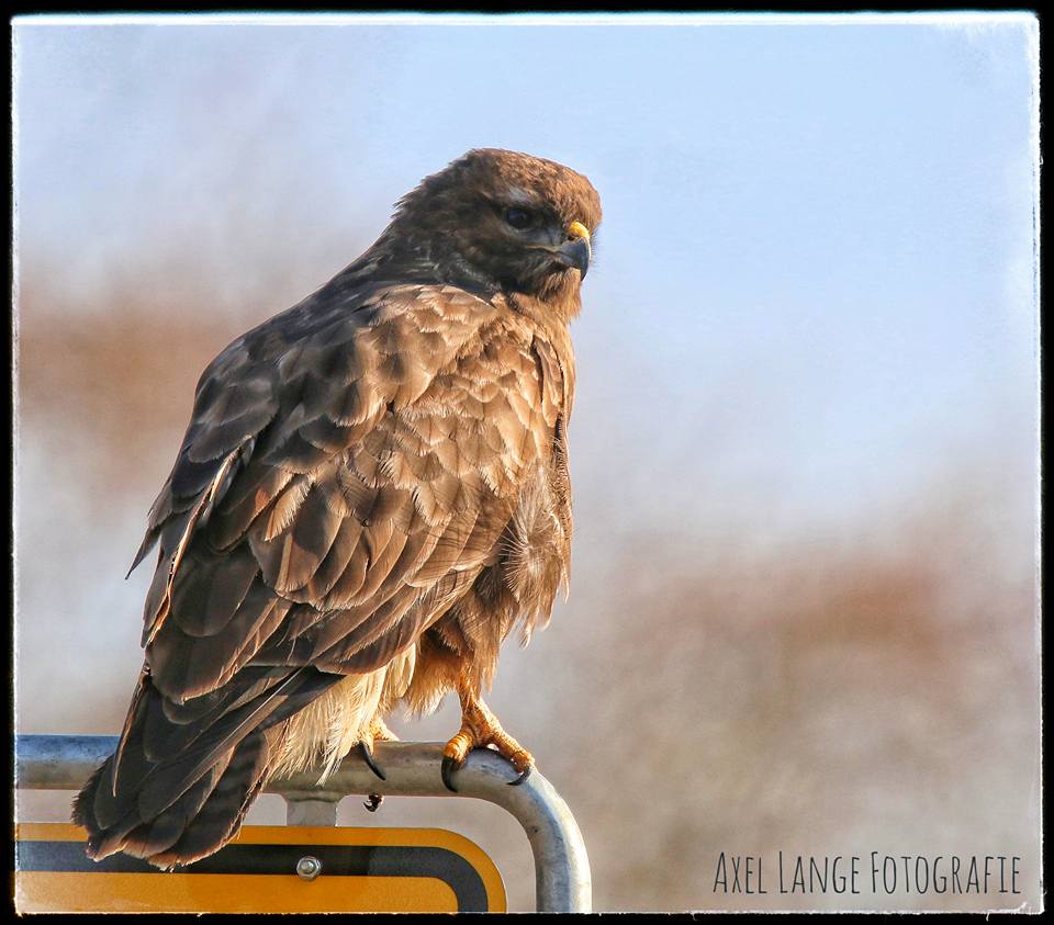 Mäusebussard auf dem Ortsschild