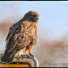 Mäusebussard auf dem Ortsschild