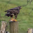 Mäusebussard  auf dem Weidepfosten  .....