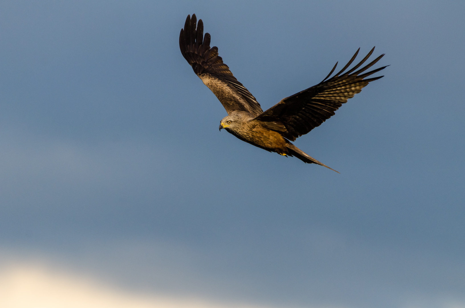 Mäusebussard auf der Jagd