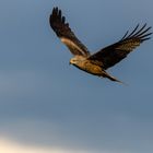 Mäusebussard auf der Jagd