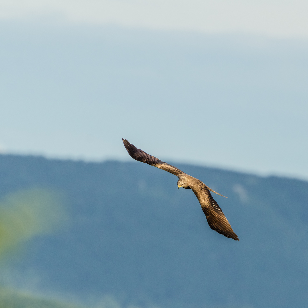 Mäusebussard auf der Jagd