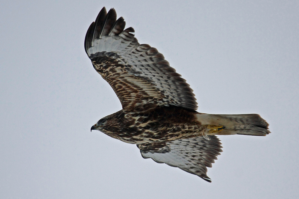 Mäusebussard auf der Jagd