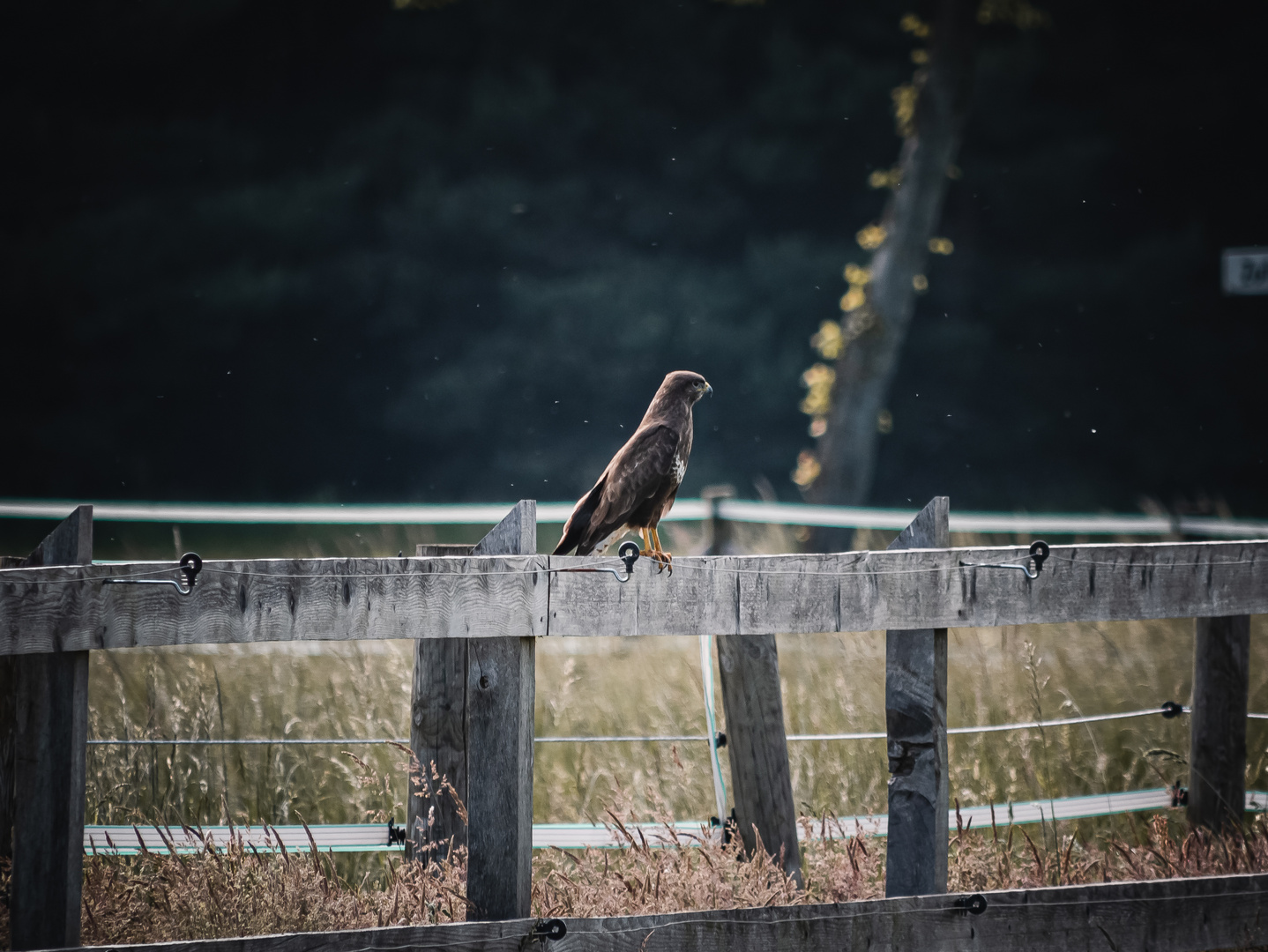 Mäusebussard auf der Lauer