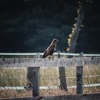 Mäusebussard auf der Lauer