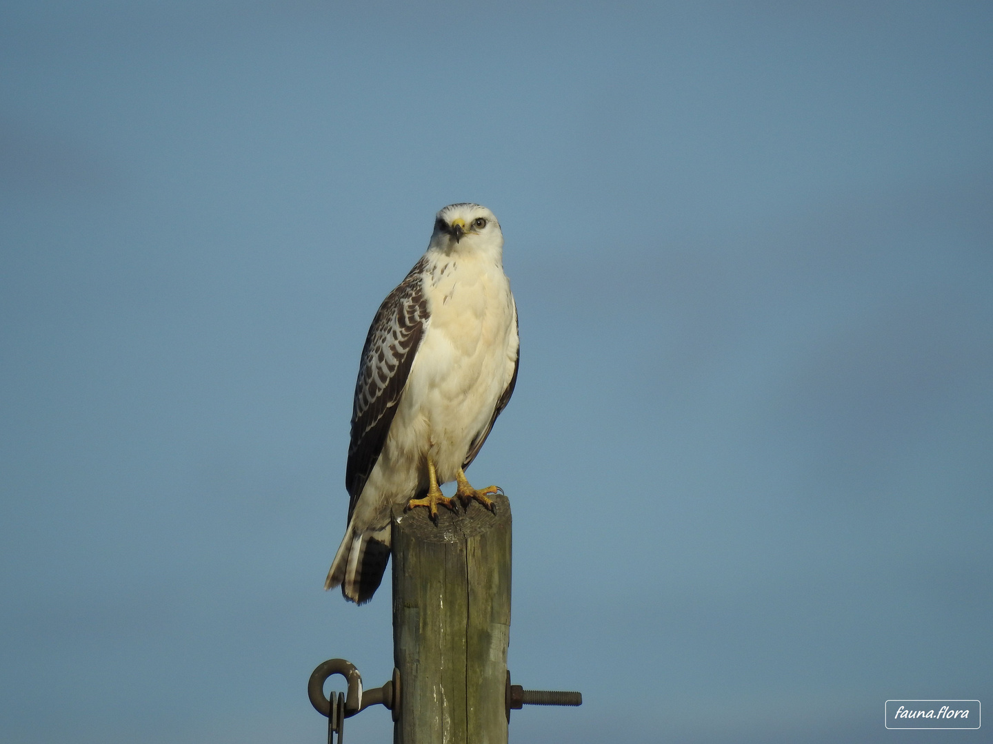 Mäusebussard auf der Lauer.