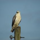 Mäusebussard auf der Lauer.