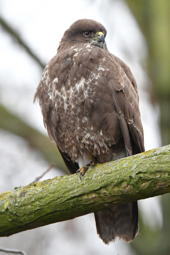 Mäusebussard auf der Lauer