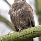 Mäusebussard auf der Lauer