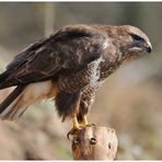 - Mäusebussard auf der Lauer ! - ( Buteo buteo )