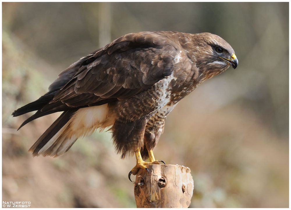 - Mäusebussard auf der Lauer ! - ( Buteo buteo )