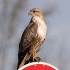 Mäusebussard auf der Sitzwarte Vehrkehrsschild