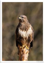 - Mäusebussard auf einem Weidepfahl - ( Buteo buteo)