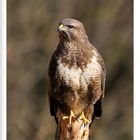 - Mäusebussard auf einem Weidepfahl - ( Buteo buteo)