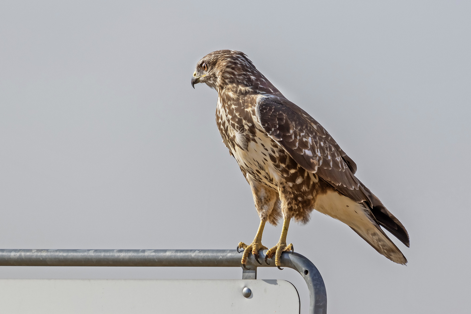 Mäusebussard auf einer Hinweistafel