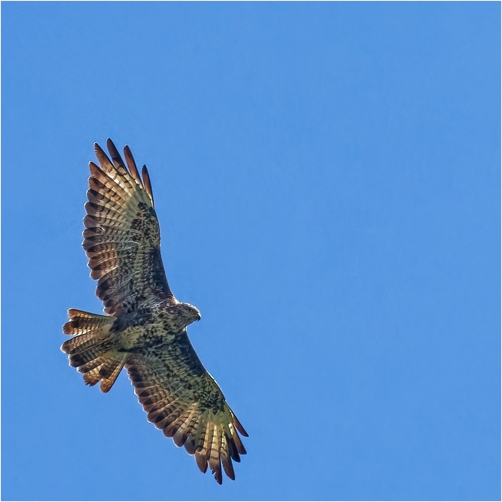 Mäusebussard auf Himmelblau …