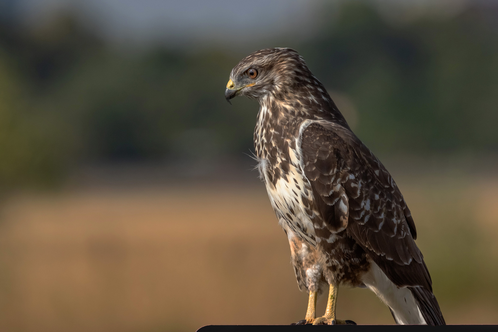 Mäusebussard auf Hinweistafel