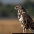 Mäusebussard auf Hinweistafel