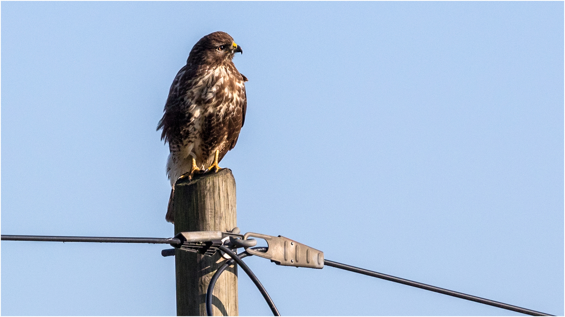 Mäusebussard auf hölzernem Strommast  .....