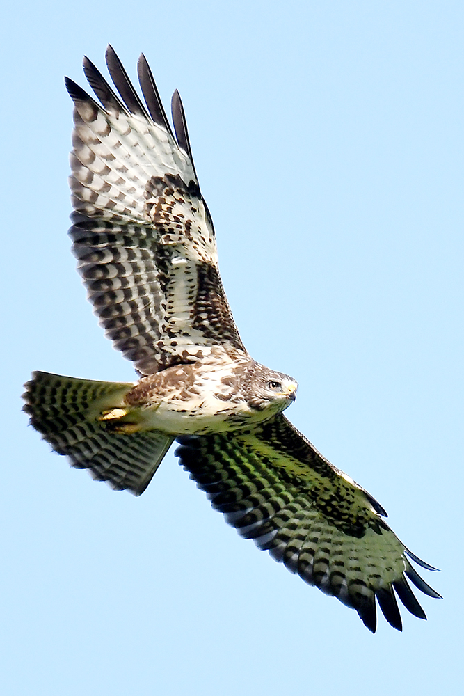 Mäusebussard auf Nahrungssuche