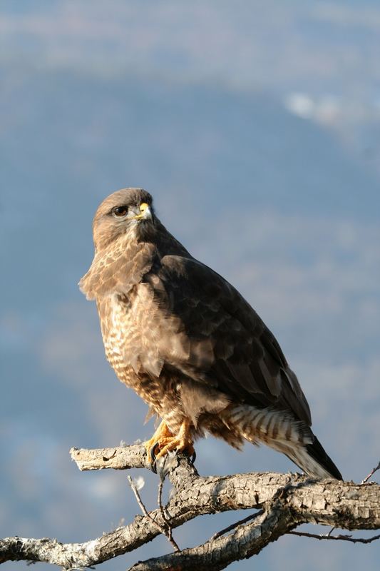 Mäusebussard auf seiner Sitzwarte