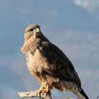 Mäusebussard auf seiner Sitzwarte