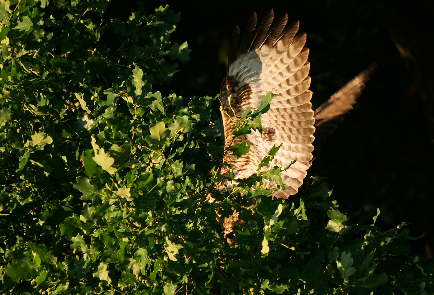 Mäusebussard auf Singvogeljagd