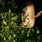 Mäusebussard auf Singvogeljagd