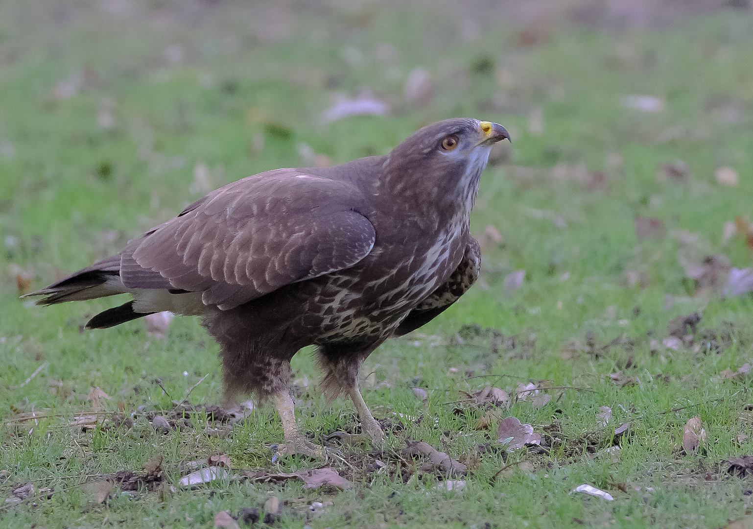 Mäusebussard auf Startkurs