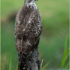 Mäusebussard auf Weidepfahl