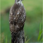 Mäusebussard auf Weidepfahl