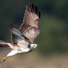 Mäusebussard aufgeflogen