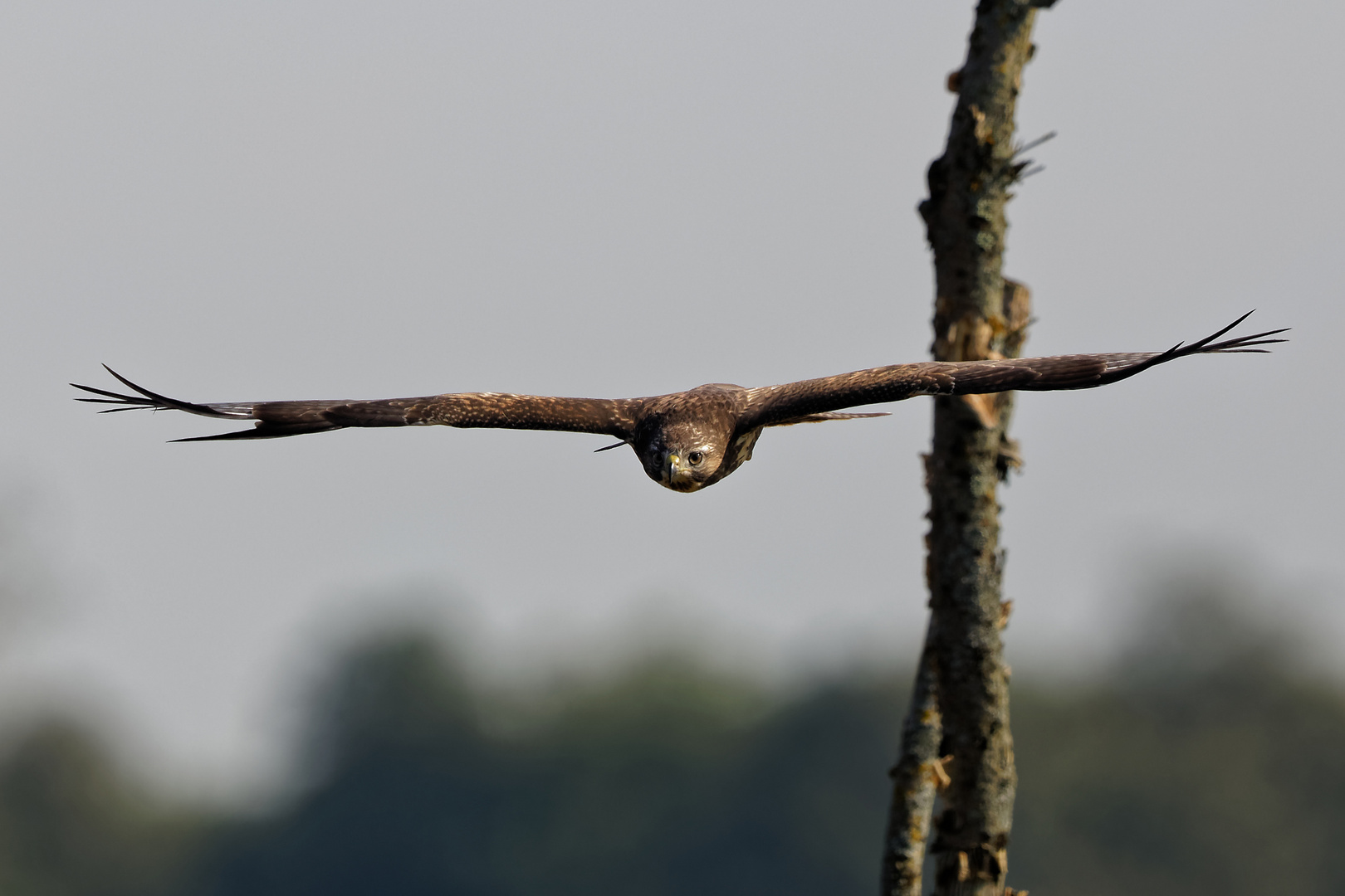 Mäusebussard aus Belgien