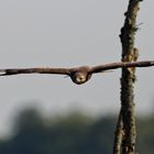 Mäusebussard aus Belgien