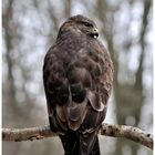 -Mäusebussard aus nächster Nähe- ( Buteo buteo )