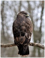 -Mäusebussard aus nächster Nähe- ( Buteo buteo )