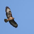 Mäusebussard aus Old Germany