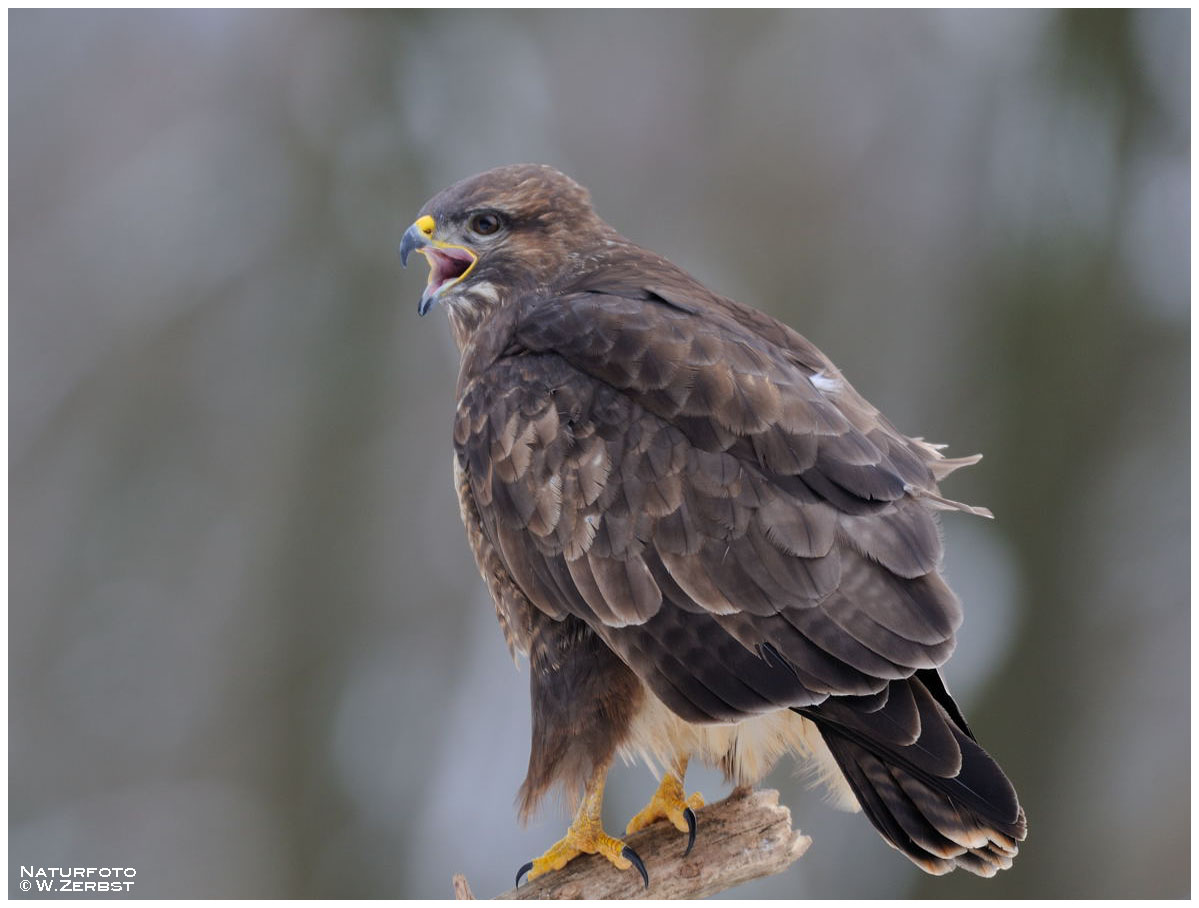 - Mäusebussard B Altvogel - ( Buteo buteo )