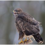 - Mäusebussard B Altvogel - ( Buteo buteo )