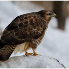 - Mäusebussard B - ( Buteo buteo )